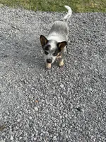 Dilly, a female Australian Cattle Dog for sale in Bryceville, FL – Photo 6 of 6