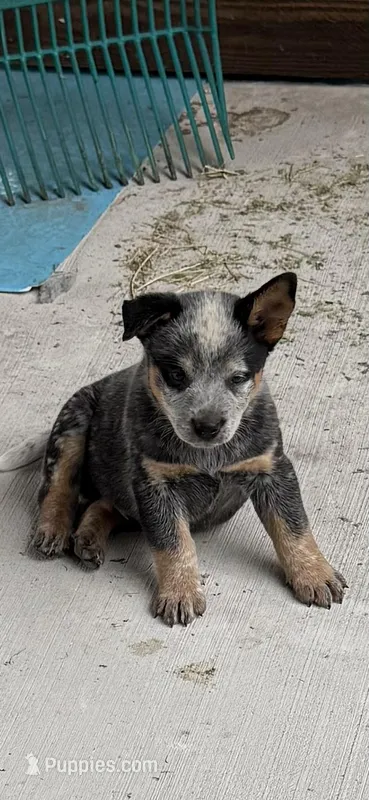 Kan – Australian Cattle Dog puppy for sale in Bryceville, FL