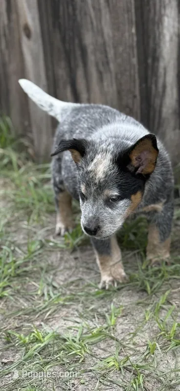Kan – Australian Cattle Dog puppy for sale in Bryceville, FL
