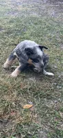 Kan, a female Australian Cattle Dog for sale in Bryceville, FL – Photo 7 of 8