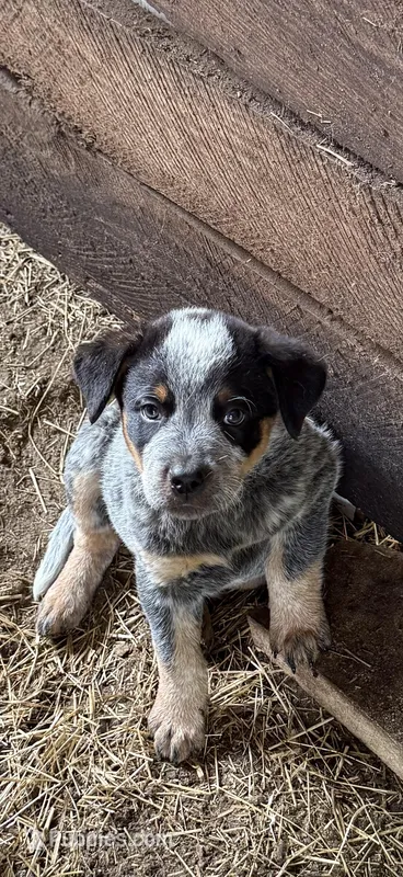 Sam – Australian Cattle Dog puppy for sale in Bryceville, FL