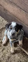 Sam, a male Australian Cattle Dog for sale in Bryceville, FL – Photo 1 of 7