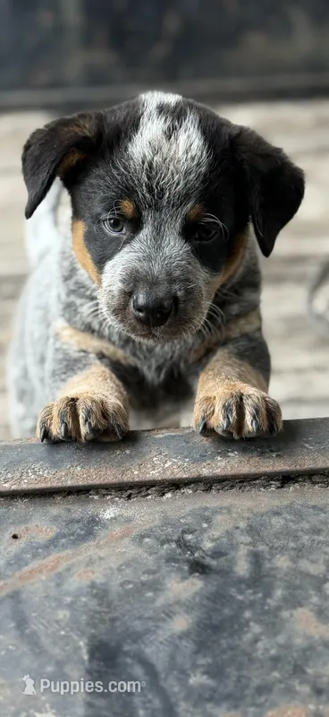 Sam – Australian Cattle Dog puppy for sale in Bryceville, FL