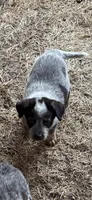 Sam, a male Australian Cattle Dog for sale in Bryceville, FL – Photo 2 of 7