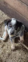 Sam, a male Australian Cattle Dog for sale in Bryceville, FL – Photo 5 of 7