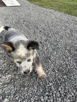 Kal, a male Australian Cattle Dog for sale in Bryceville, FL – Photo 8 of 8