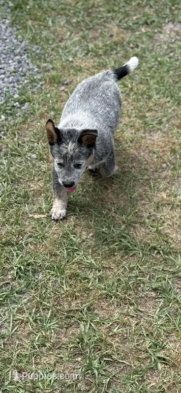 Kal – Australian Cattle Dog puppy for sale in Bryceville, FL