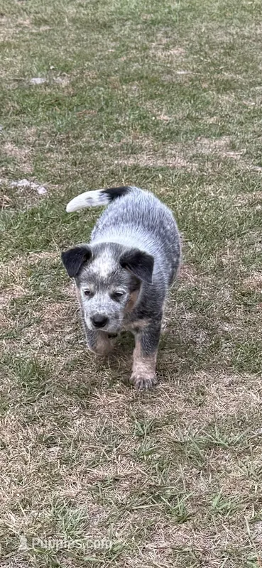 Kal – Australian Cattle Dog puppy for sale in Bryceville, FL
