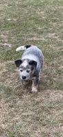 Kal, a male Australian Cattle Dog for sale in Bryceville, FL – Photo 1 of 8