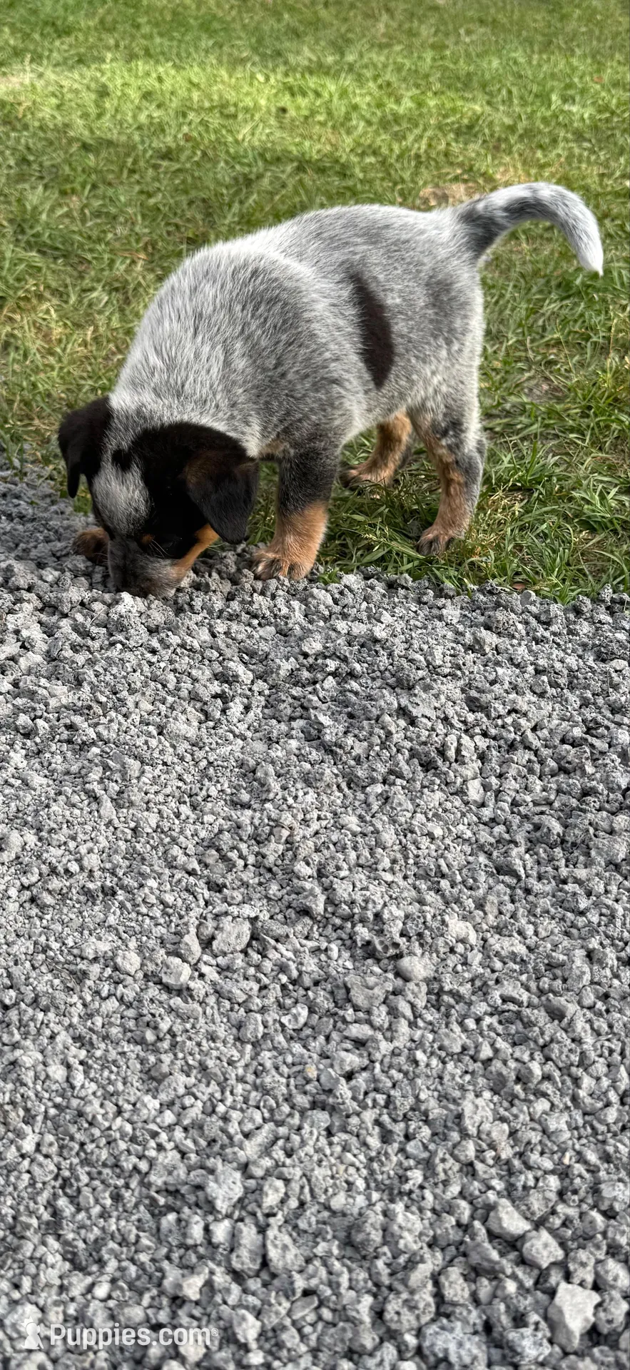 Sam, a male Australian Cattle Dog for sale in Bryceville, FL – Photo 3 of 7
