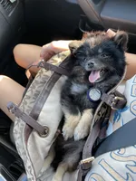 Ember, a female Pomeranian for sale in Mechanicsville, VA – Photo 5 of 10