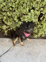 Ember, a female Pomeranian for sale in Mechanicsville, VA – Photo 9 of 10