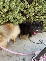 Ember, a female Pomeranian for sale in Mechanicsville, VA – Photo 8 of 10