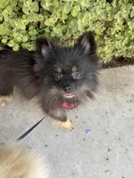 Ember, a female Pomeranian for sale in Mechanicsville, VA – Photo 4 of 10