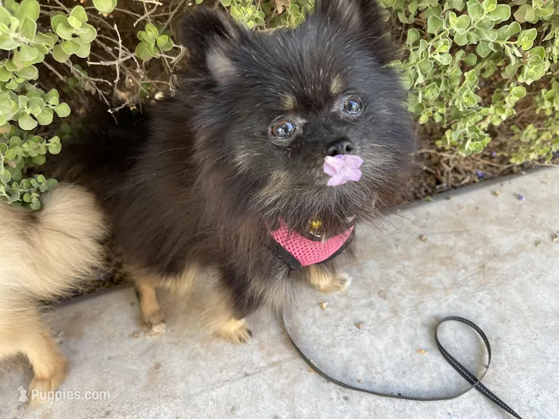 Ember – Pomeranian puppy for sale in Mechanicsville, VA