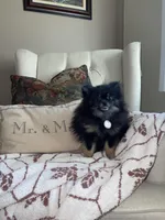 Ember, a female Pomeranian for sale in Mechanicsville, VA – Photo 6 of 10
