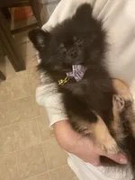 Ember, a female Pomeranian for sale in Mechanicsville, VA – Photo 2 of 10