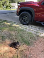 Ember, a female Pomeranian for sale in Mechanicsville, VA – Photo 10 of 10