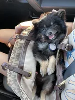 Ember, a female Pomeranian for sale in Mechanicsville, VA – Photo 7 of 10