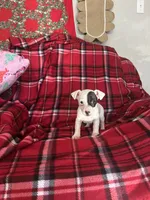 Fanny Mae, a female Jack Russell Terrier for sale in Freeburg, MO – Photo 2 of 5