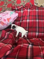 Fanny Mae, a female Jack Russell Terrier for sale in Freeburg, MO – Photo 4 of 5