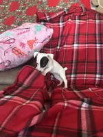 Fanny Mae, a female Jack Russell Terrier for sale in Freeburg, MO – Photo 5 of 5