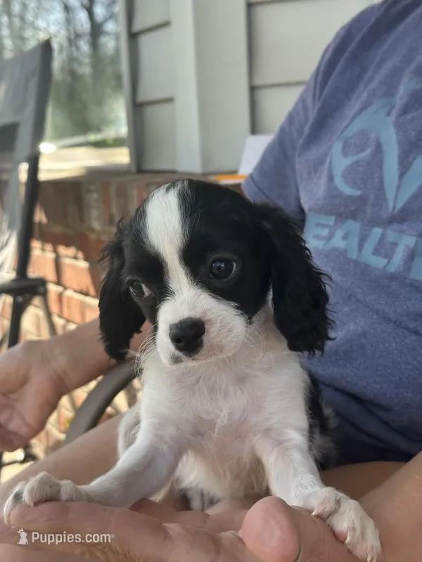Bernie – Cavapoo, Poodle - Miniature  puppy for sale in Freeburg, MO