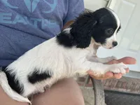 Bernie, a male Cavapoo and Poodle - Miniature  for sale in Freeburg, MO – Photo 2 of 2