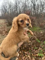Jemma, a female Cavapoo for sale in Freeburg, MO – Photo 1 of 4