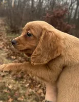 Jemma, a female Cavapoo for sale in Freeburg, MO – Photo 3 of 4