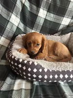 Jemma, a female Cavapoo for sale in Freeburg, MO – Photo 4 of 4