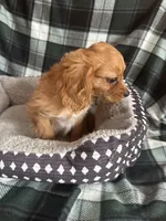 Jemma, a female Cavapoo for sale in Freeburg, MO – Photo 2 of 4