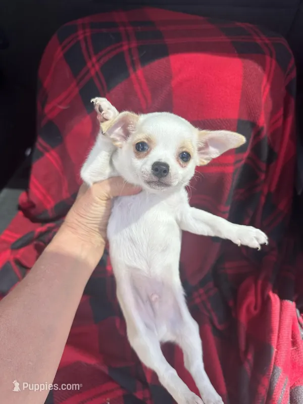 Barney – Chihuahua puppy for sale in Freeburg, MO