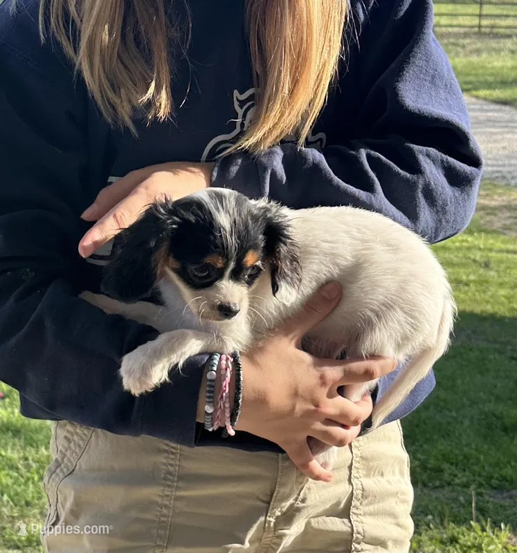 Victor – Cavapoo, Poodle - Miniature  puppy for sale in Freeburg, MO