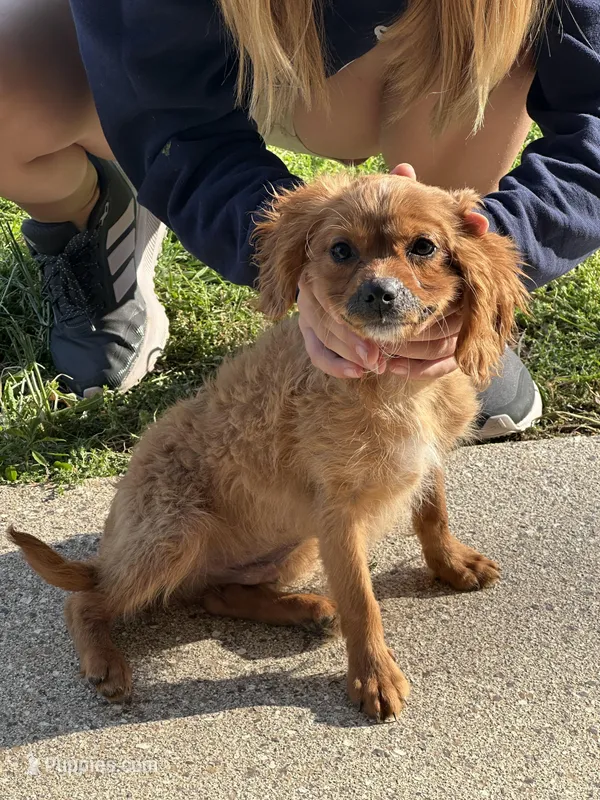 Malcolm – Cavapoo, Poodle - Miniature  puppy for sale in Freeburg, MO
