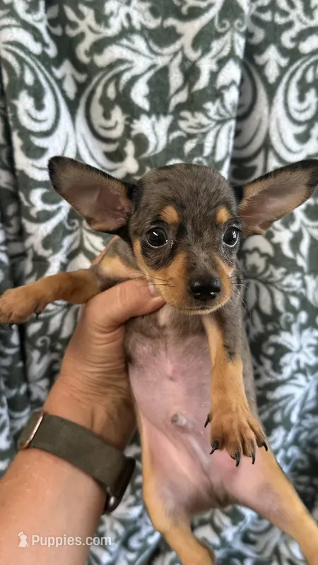Monster – Chihuahua, Miniature Pinscher puppy for sale in Freeburg, MO