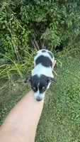 Radar, a male Rat Terrier for sale in Freeburg, MO – 2 of 2