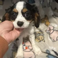 Rickey, a male Cavalier King Charles Spaniel for sale in Freeburg, MO – Photo 2 of 3