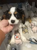 Rickey, a male Cavalier King Charles Spaniel for sale in Freeburg, MO – Photo 2 of 3