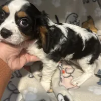 Rickey, a male Cavalier King Charles Spaniel for sale in Freeburg, MO – Photo 3 of 3