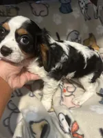 Rickey, a male Cavalier King Charles Spaniel for sale in Freeburg, MO – Photo 3 of 3