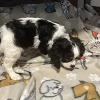 Rickey, a male Cavalier King Charles Spaniel for sale in Freeburg, MO – Photo 1 of 3