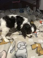 Rickey, a male Cavalier King Charles Spaniel for sale in Freeburg, MO – Photo 1 of 3