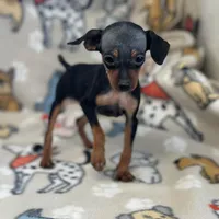 Margie , a female Miniature Pinscher for sale in Freeburg, MO – 1 of 1