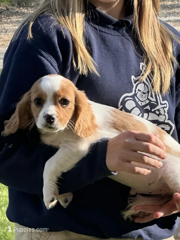 Alden – Cavapoo, Poodle - Miniature  puppy for sale in Freeburg, MO