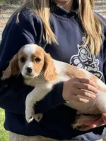 Alden, a male Cavapoo and Poodle - Miniature  for sale in Freeburg, MO – 1 of 1