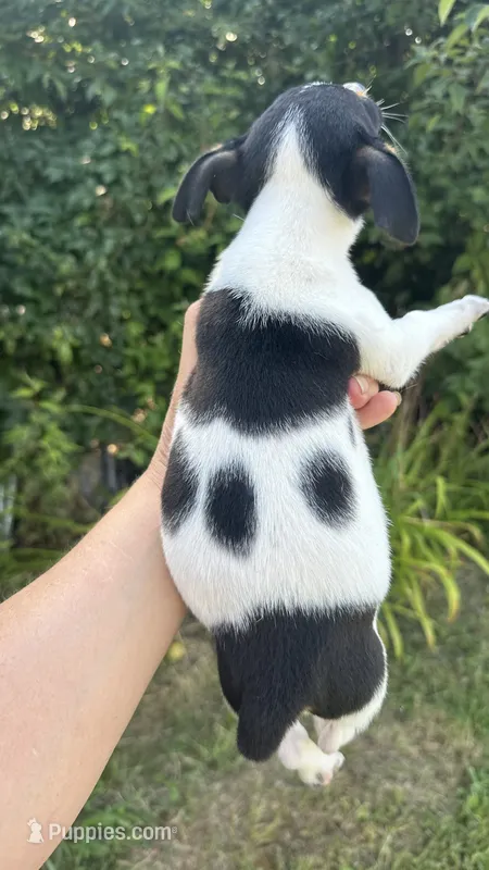 Radar – Rat Terrier puppy for sale in Freeburg, MO