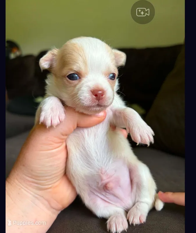 Spot – Chihuahua puppy for sale in Springfield, MO