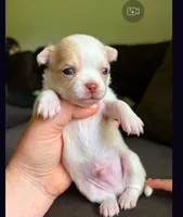 Spot, a male Chihuahua for sale in Springfield, MO – 1 of 2