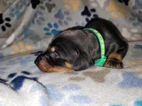 Dark green, a male Doberman Pinscher for sale in Springfield, MO – 3 of 3